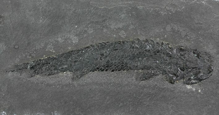 Devonian Lobed-Fin Fish (Osteolepis) - Scotland #64736